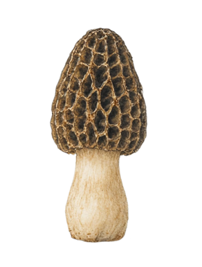 Morel