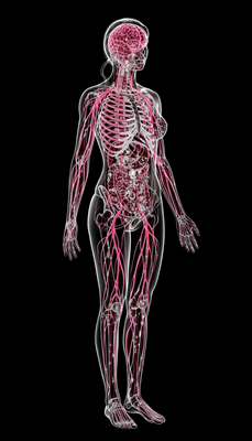 B Vitamins & Amino Acids