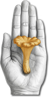 Premium Dried Golden Chanterelle Mushrooms (Girolle)