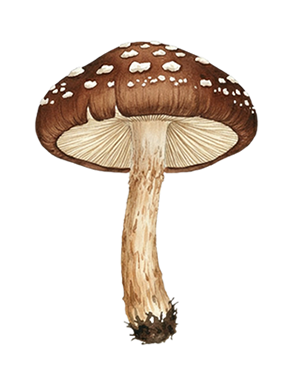 Shiitake