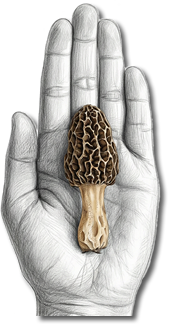 Premium Dried Funghi Spugnolas (True Morel / Sponge Mushroom)
