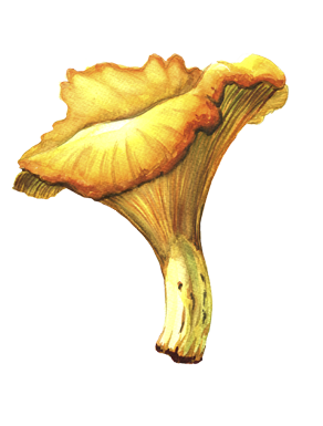 Chanterelle